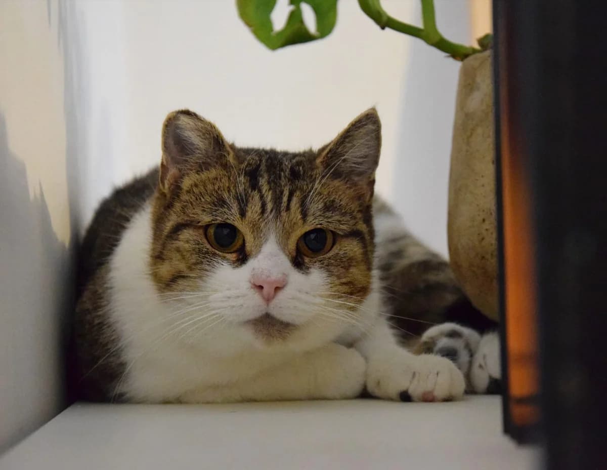 Piruliina, female 3yo Mixed Breed for adoption at Vaasan Kissatalo