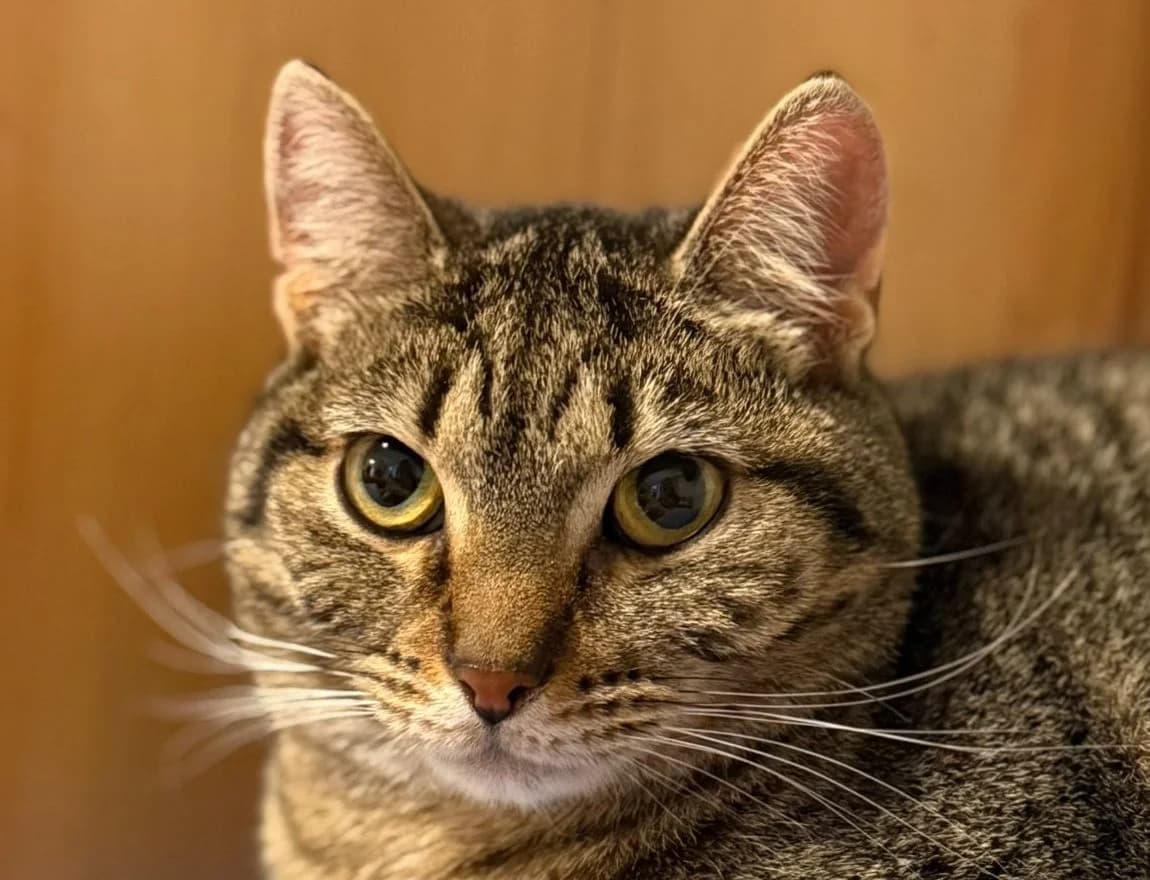 Hilma, 4yo Mixed Breed for adoption at Vaasan Kissatalo