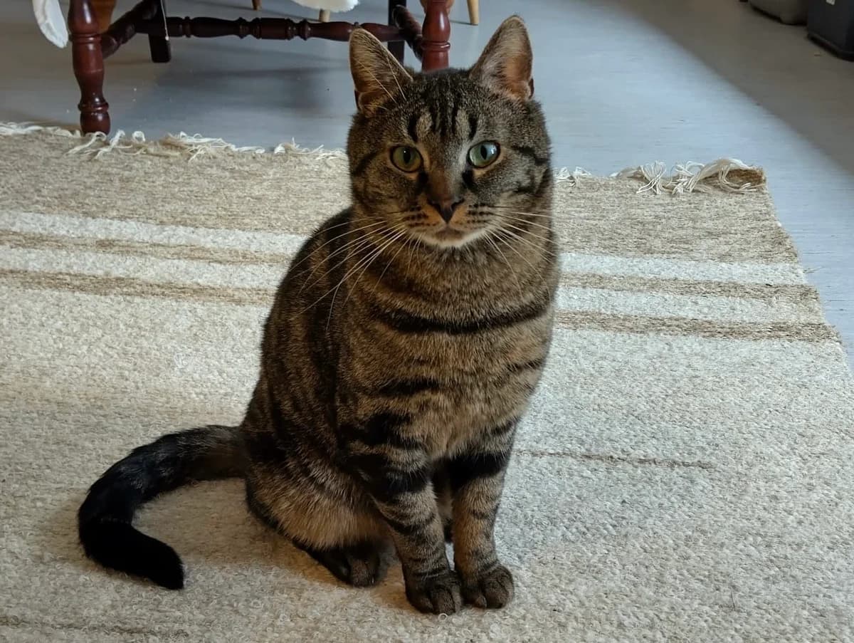 Jeremias, 4yo Mixed Breed for adoption at Vaasan Kissatalo