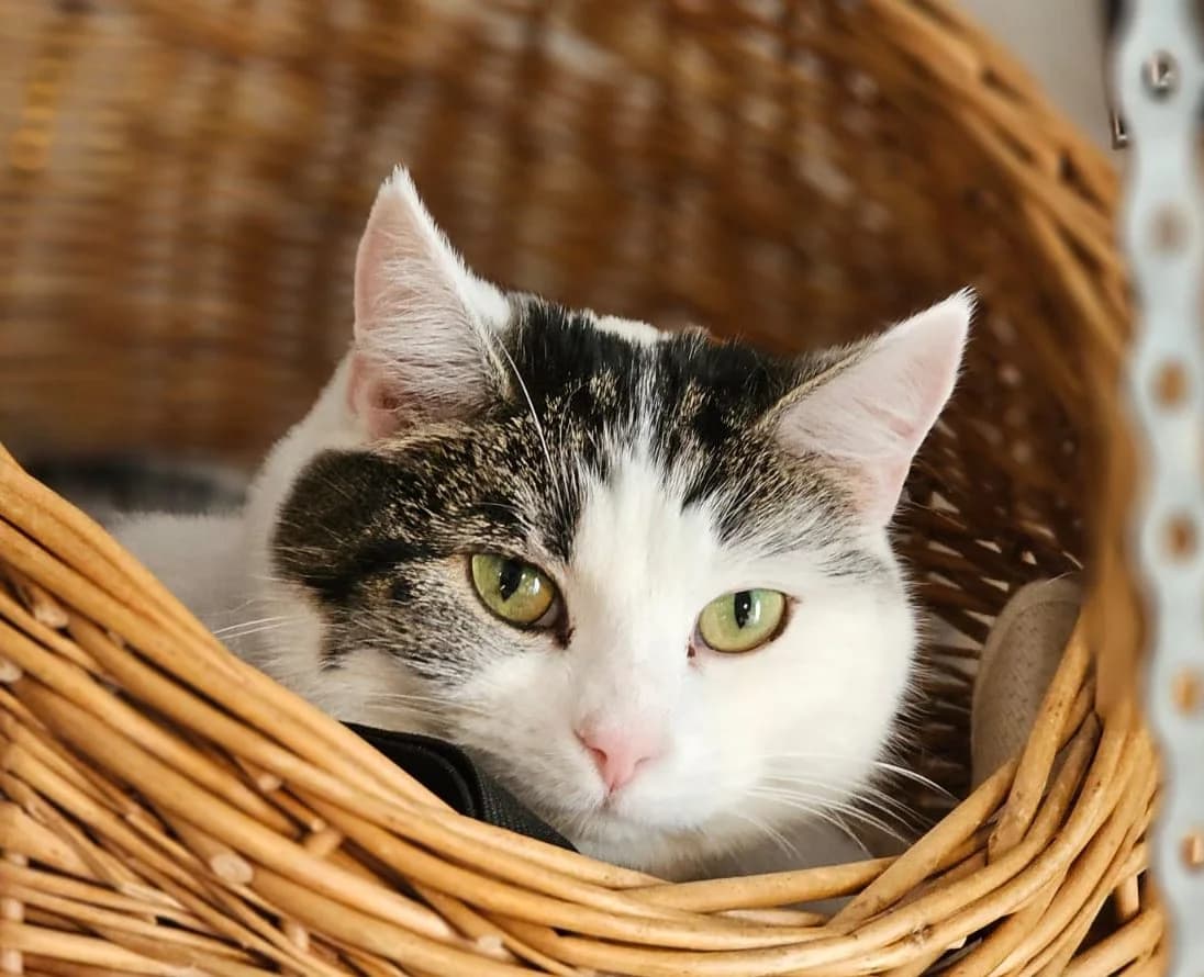 Lotta, 4yo Mixed Breed for adoption at Vaasan Kissatalo