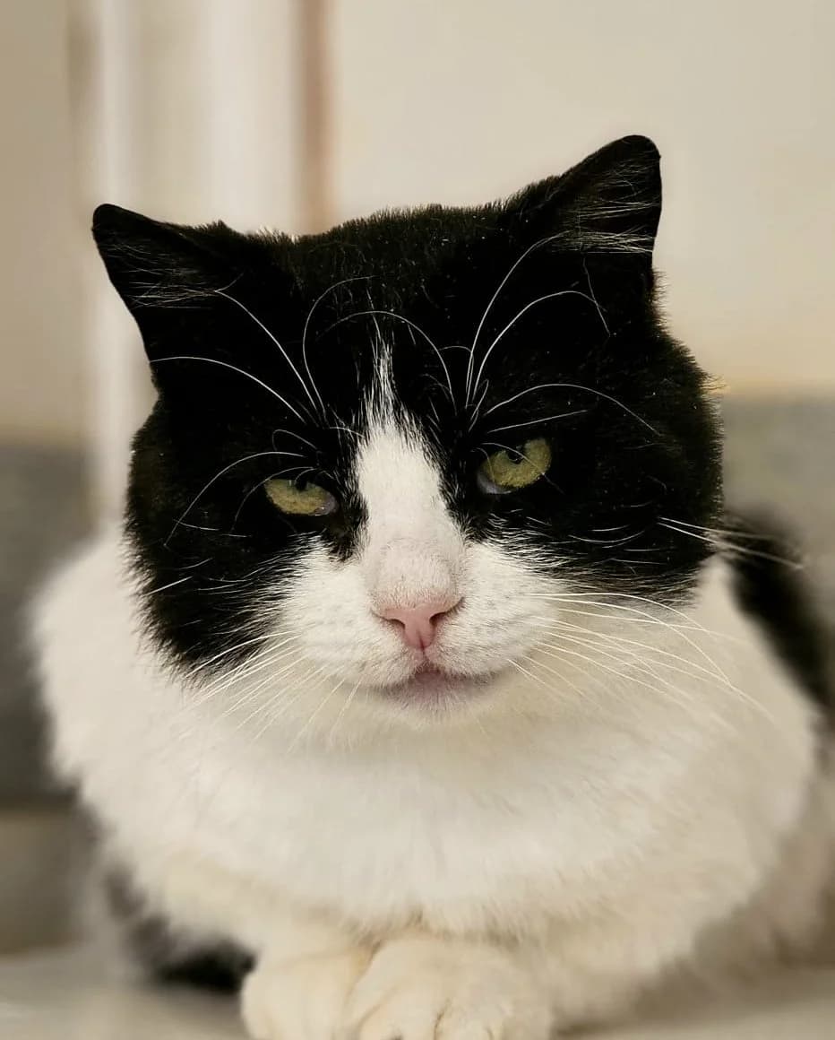 Nipsu, male 4yo Mixed Breed for adoption at Vaasan Kissatalo