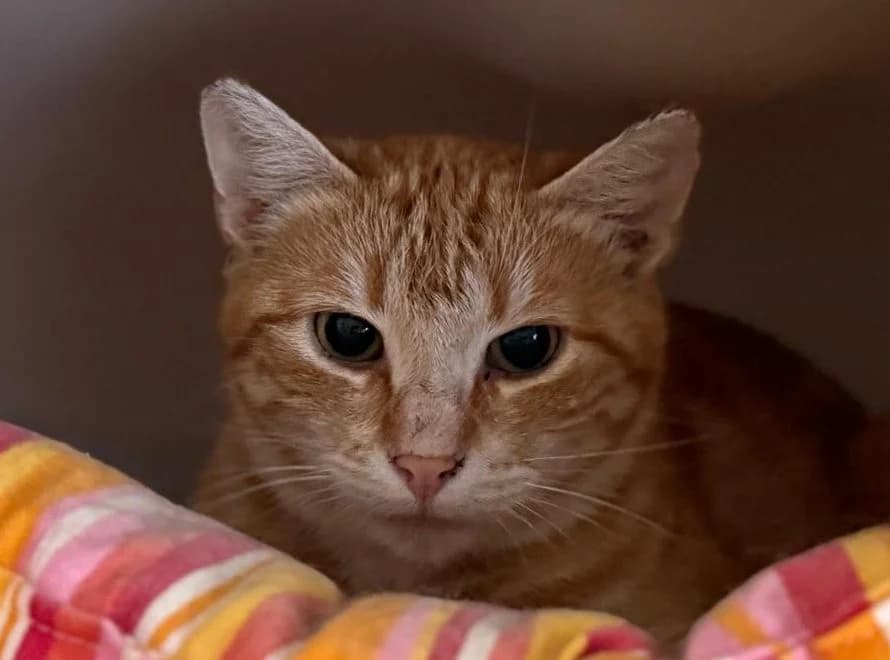 Pink,  4yo Mixed Breed for adoption at Vaasan Kissatalo