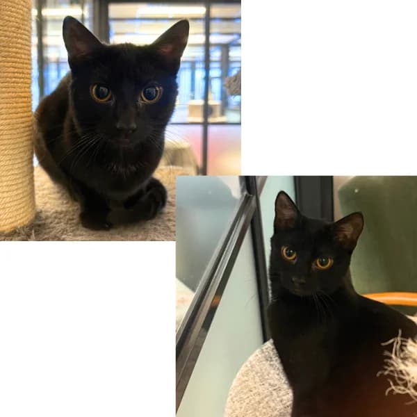 Freija ja Sametti photo 4