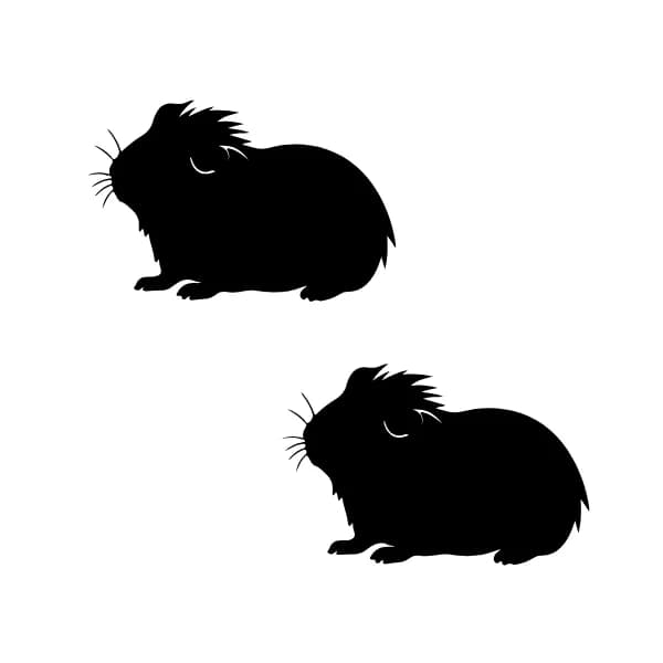 Helmut ja Harris,  Guinea Pig for adoption at HESY, Helsinki