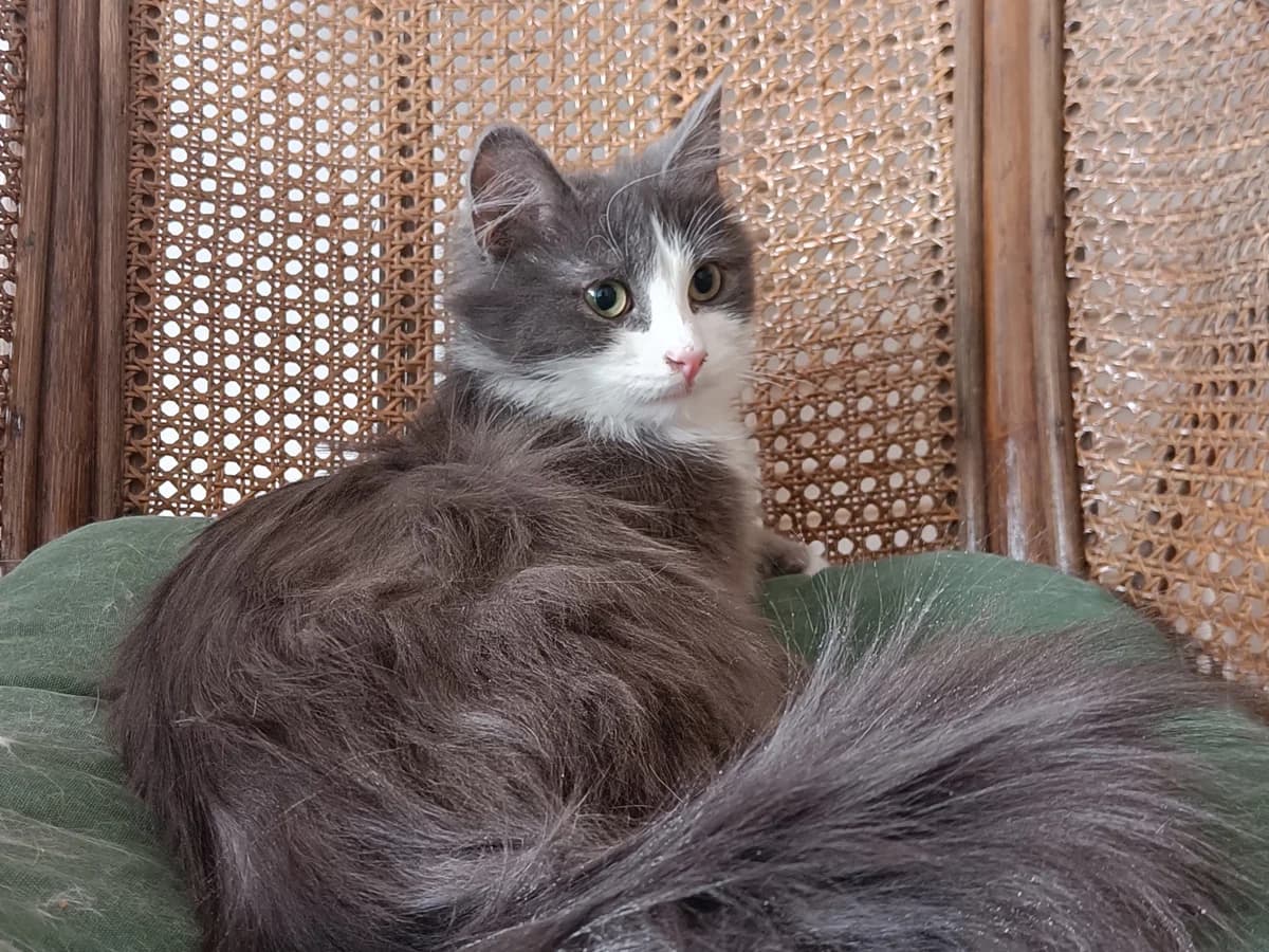 Huima, male young Mixed Breed for adoption at Rekku Rescue ry, Helsinki