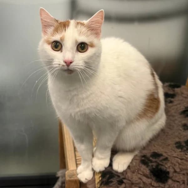 Jahvetti, male senior mixed breed for adoption at HESY, Helsinki