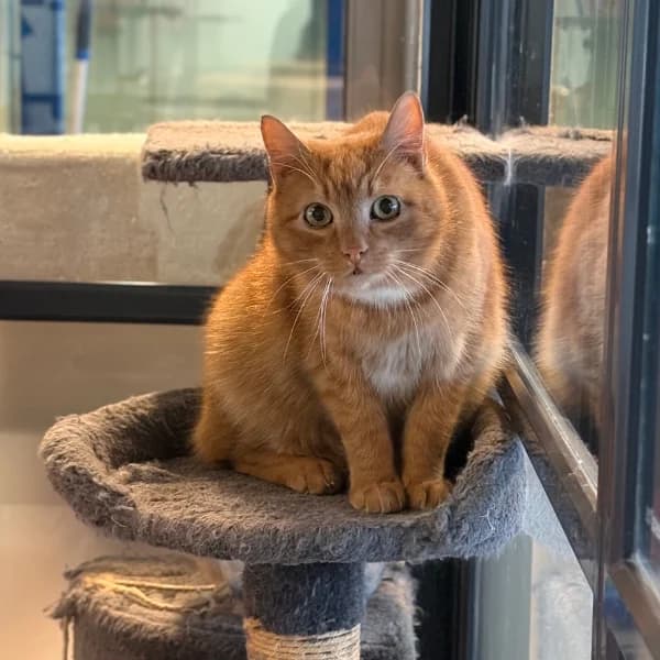 Jameson, male mixed breed for adoption at HESY, Helsinki