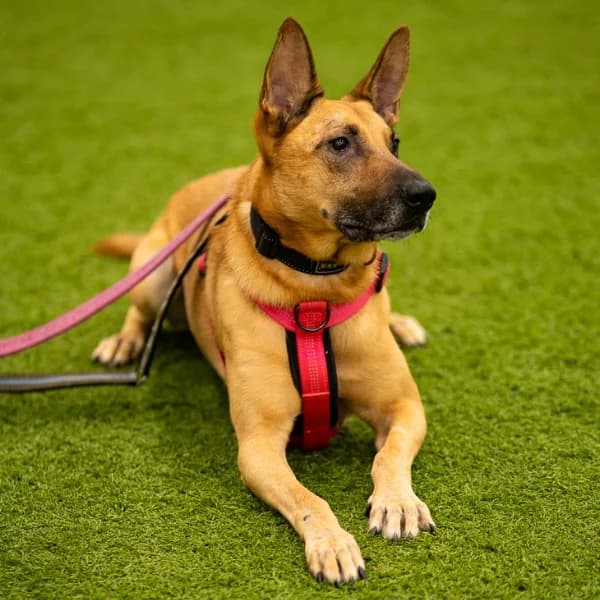 Juju, male 6yo mixed breed for adoption at HESY, Helsinki