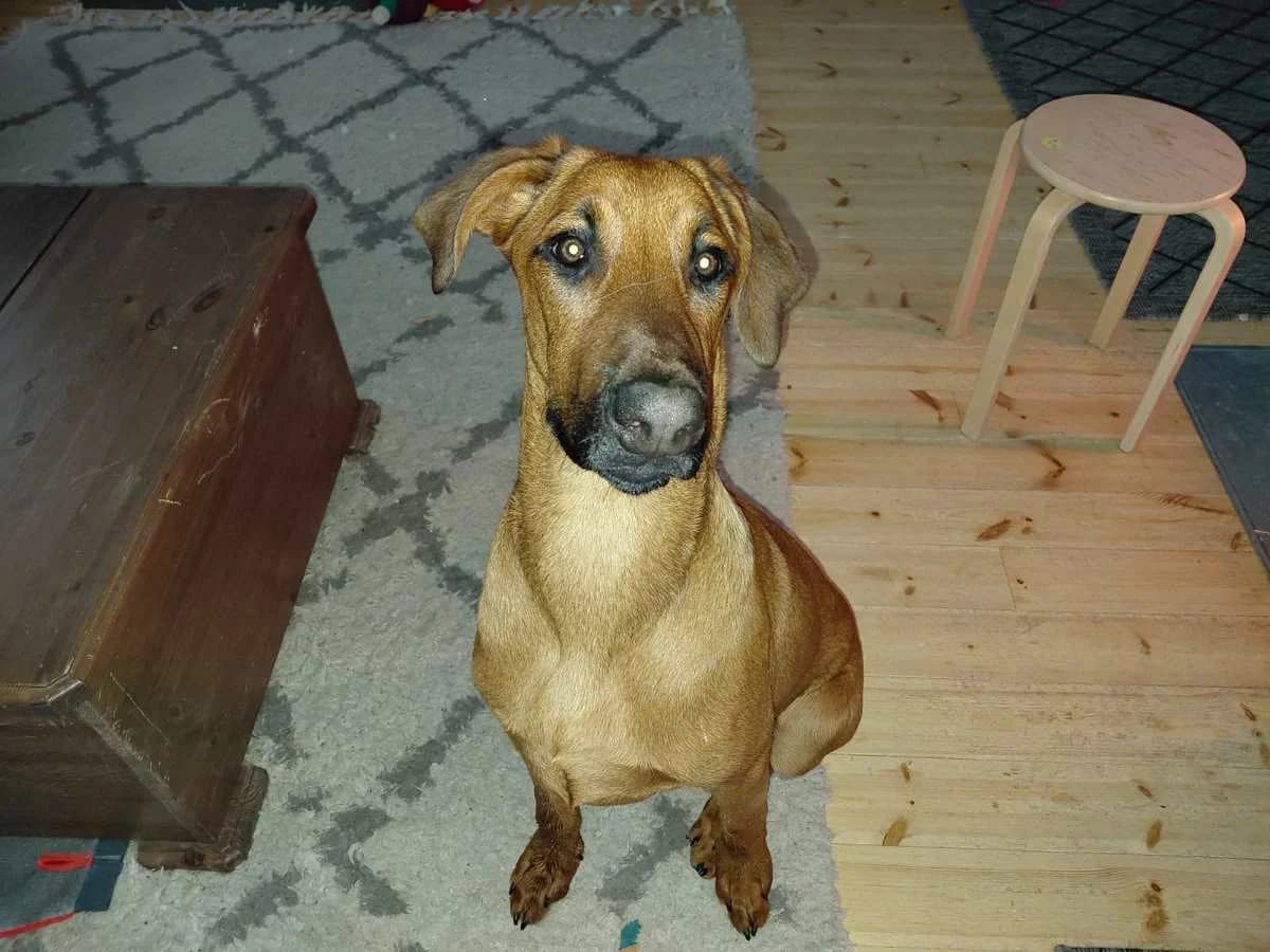 Kelmi,  Mixed Breed for adoption at Embla Rescue, Helsinki