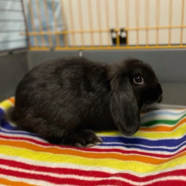 Kneissi,  Dwarf Lop for adoption at HESY, Helsinki