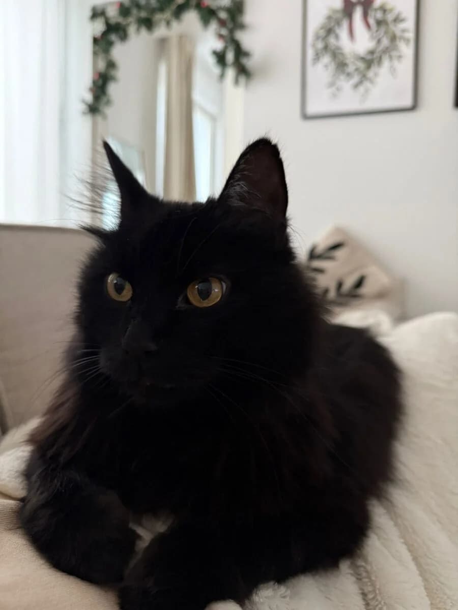 Laku, musta male senior Mixed Breed for adoption at Rekku Rescue ry, Helsinki