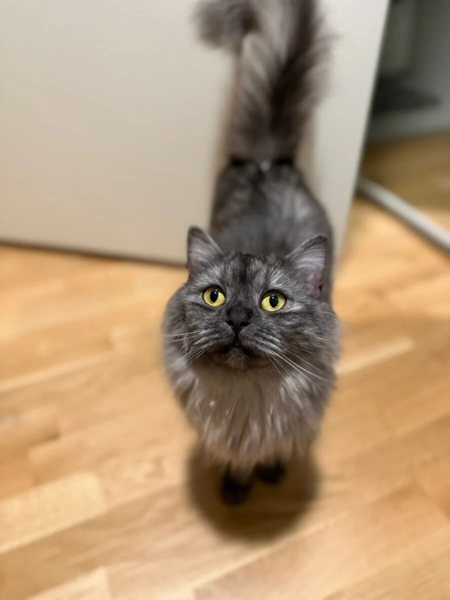 Lilli, Mixed Breed (Rekku Rescue ry)