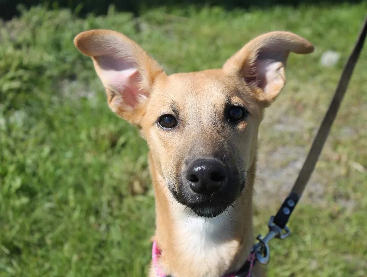 Lola,  Mixed Breed for adoption at Embla Rescue, Helsinki