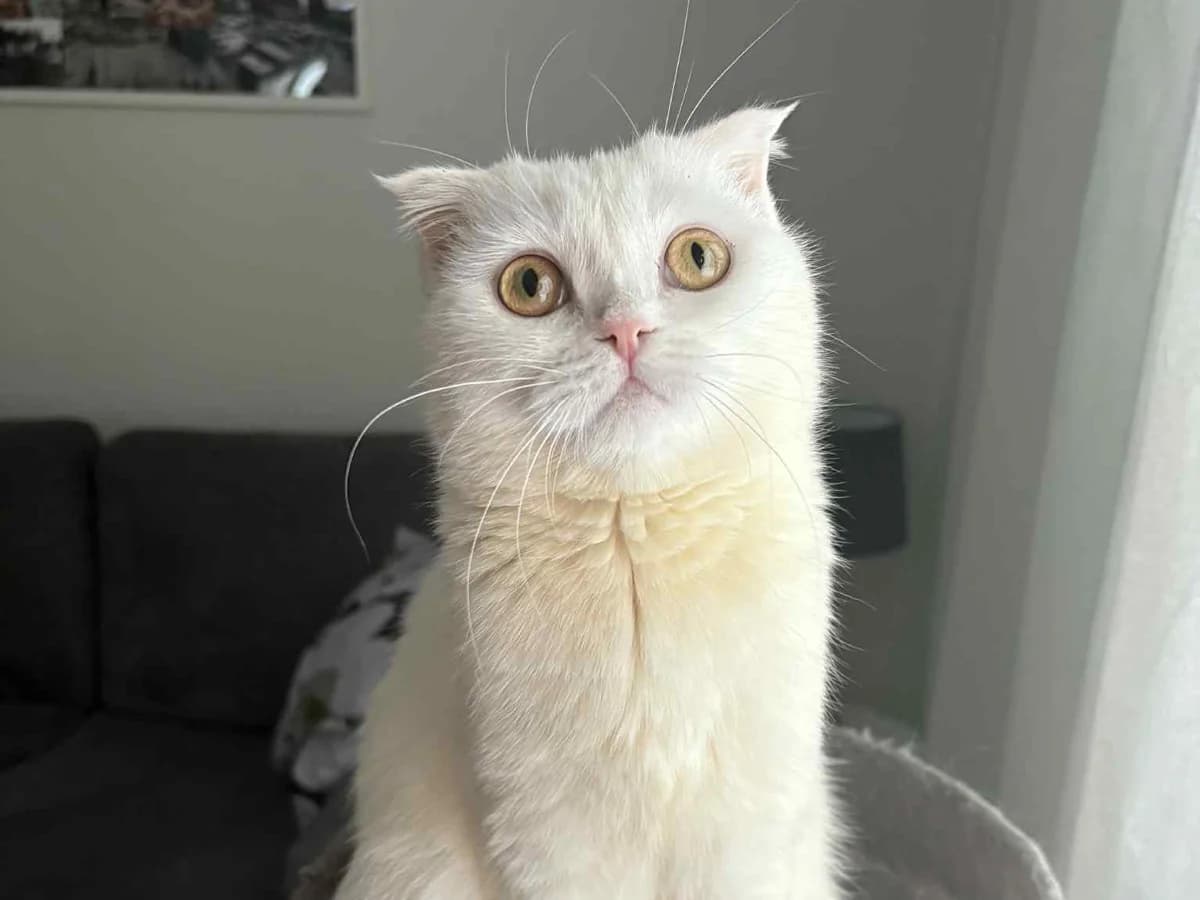 Pajunkissa, female young Scottish Fold for adoption at Rekku Rescue ry, Helsinki