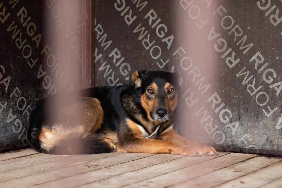 Tana, female 3yo Mixed Breed for adoption at Pet Rescue Finland, Helsinki