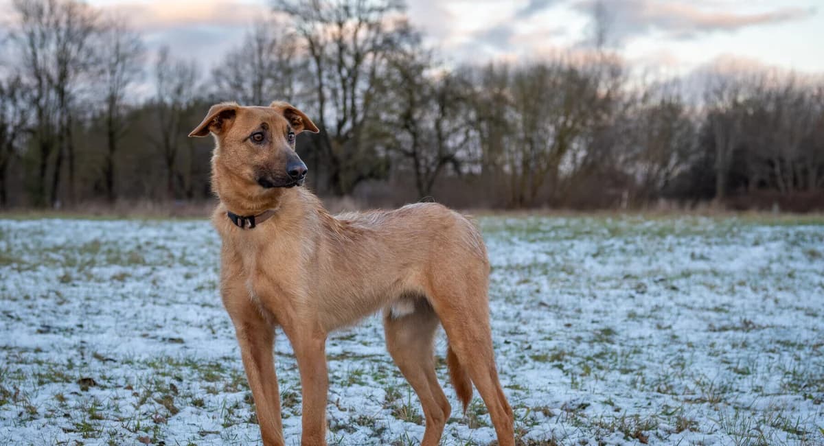Neonas, male young Mixed Breed for adoption at Pet Rescue Finland, Helsinki