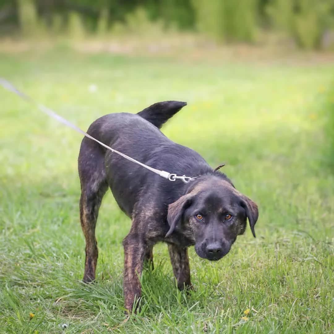Lazdis, male 4yo Mixed Breed for adoption at Pet Rescue Finland, Helsinki