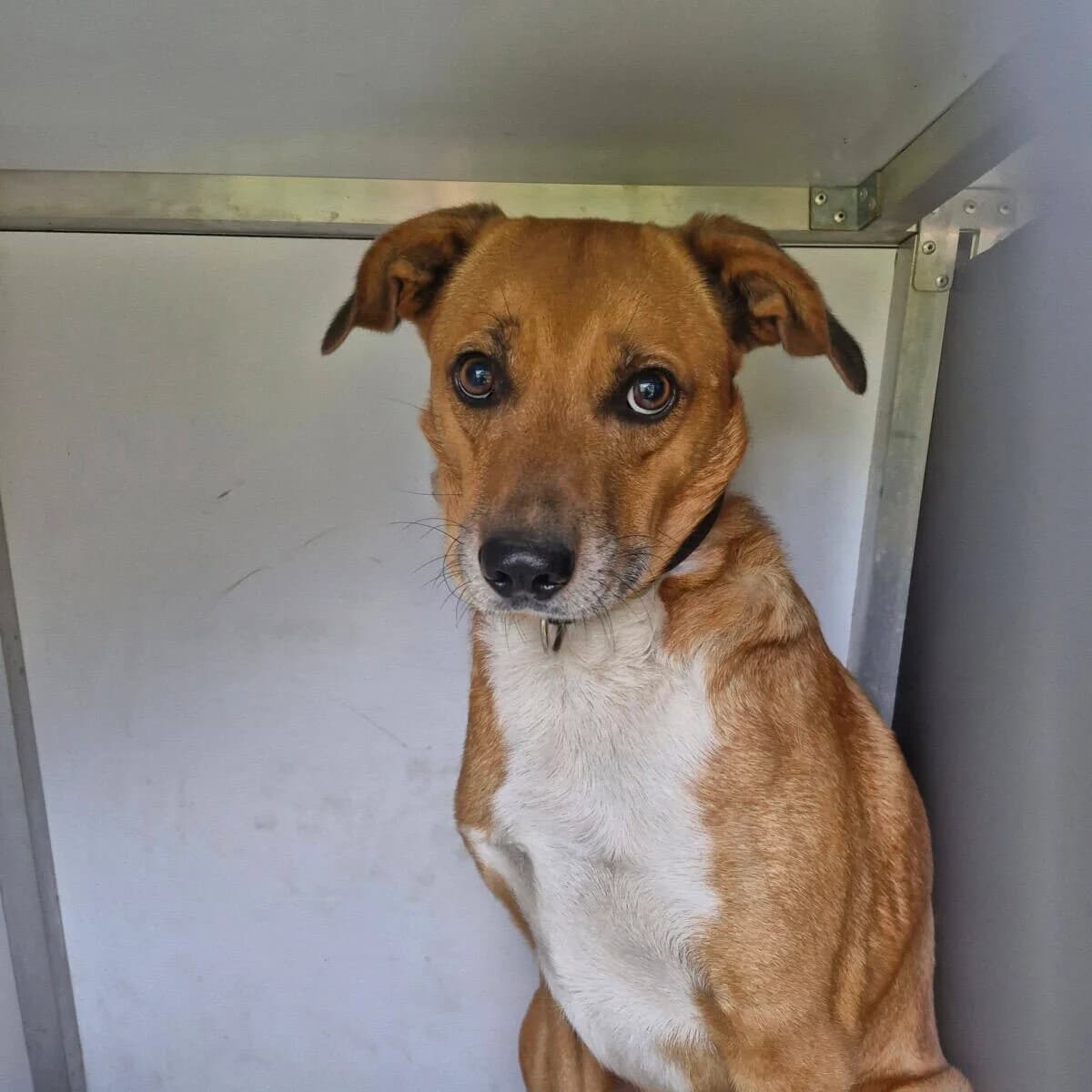 Odinas, male 6yo Mixed Breed for adoption at Pet Rescue Finland, Helsinki