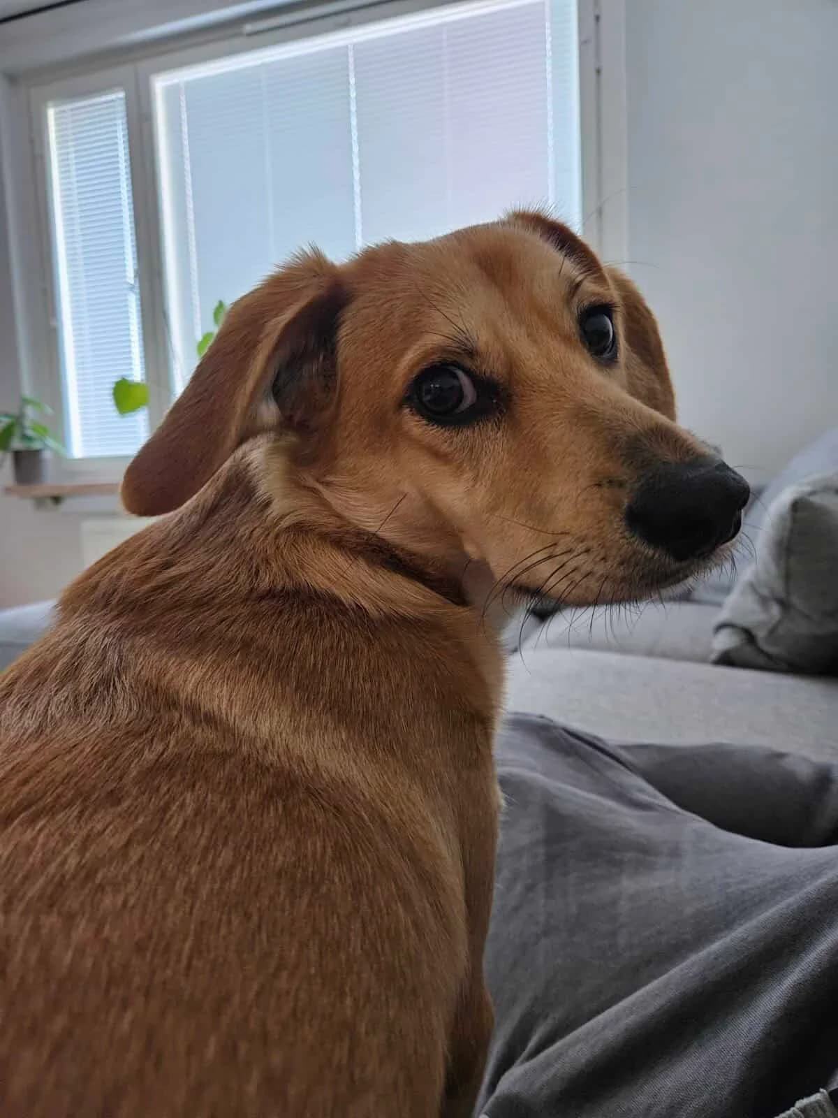 Miksas nyk. Miki, male young Mixed Breed for adoption at Pet Rescue Finland, Helsinki