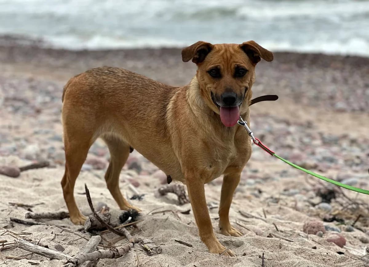 Salsa (keskikokoinen), female 5yo Mixed Breed for adoption at Pet Rescue Finland, Helsinki