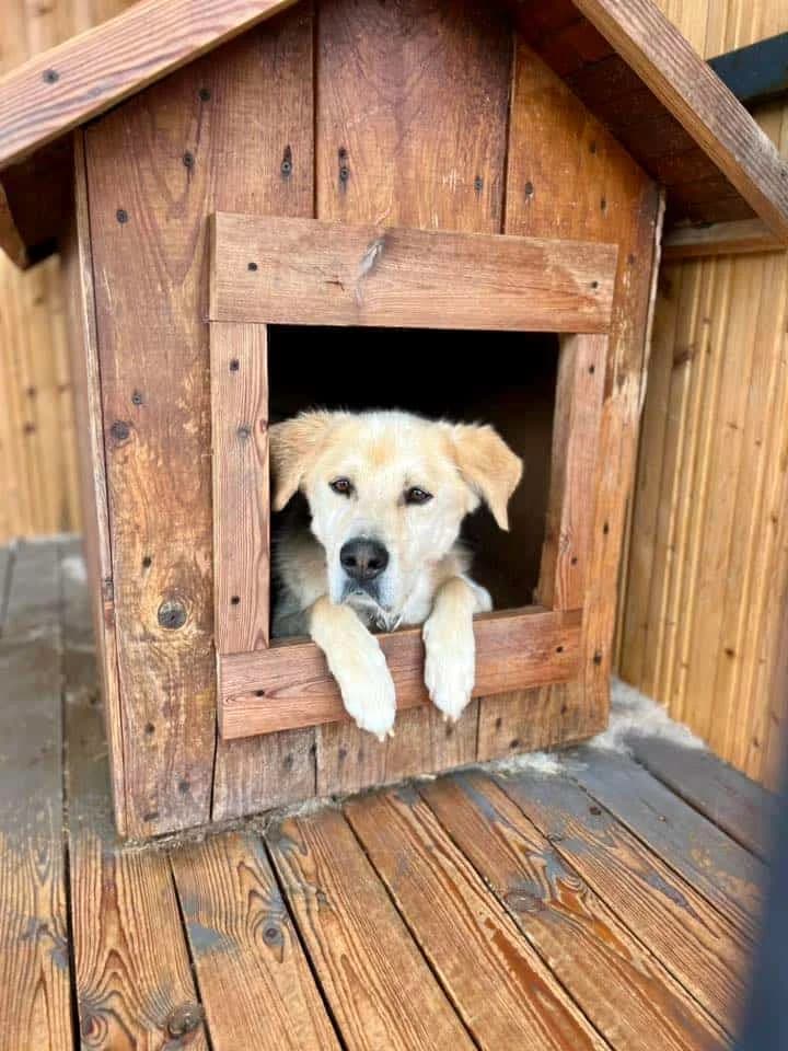 Saidas, male 5yo Mixed Breed for adoption at Pet Rescue Finland, Helsinki