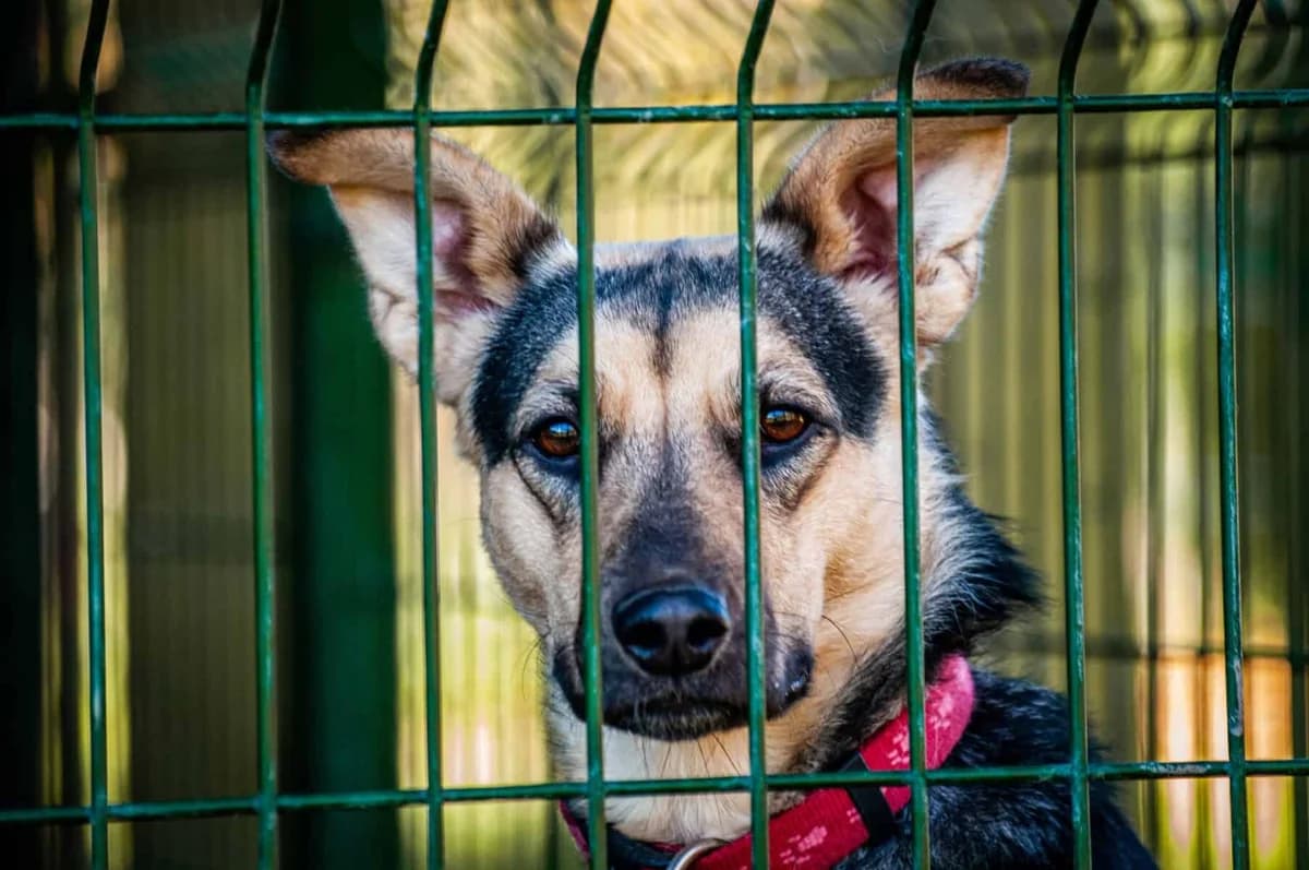 Aita, female 4yo Mixed Breed for adoption at Pet Rescue Finland, Helsinki