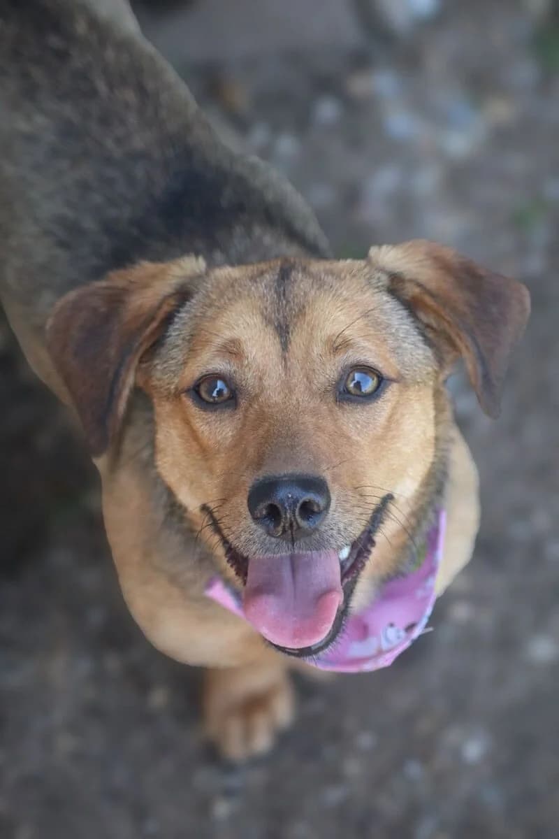 Gilse, female young Mixed Breed for adoption at Pet Rescue Finland, Helsinki