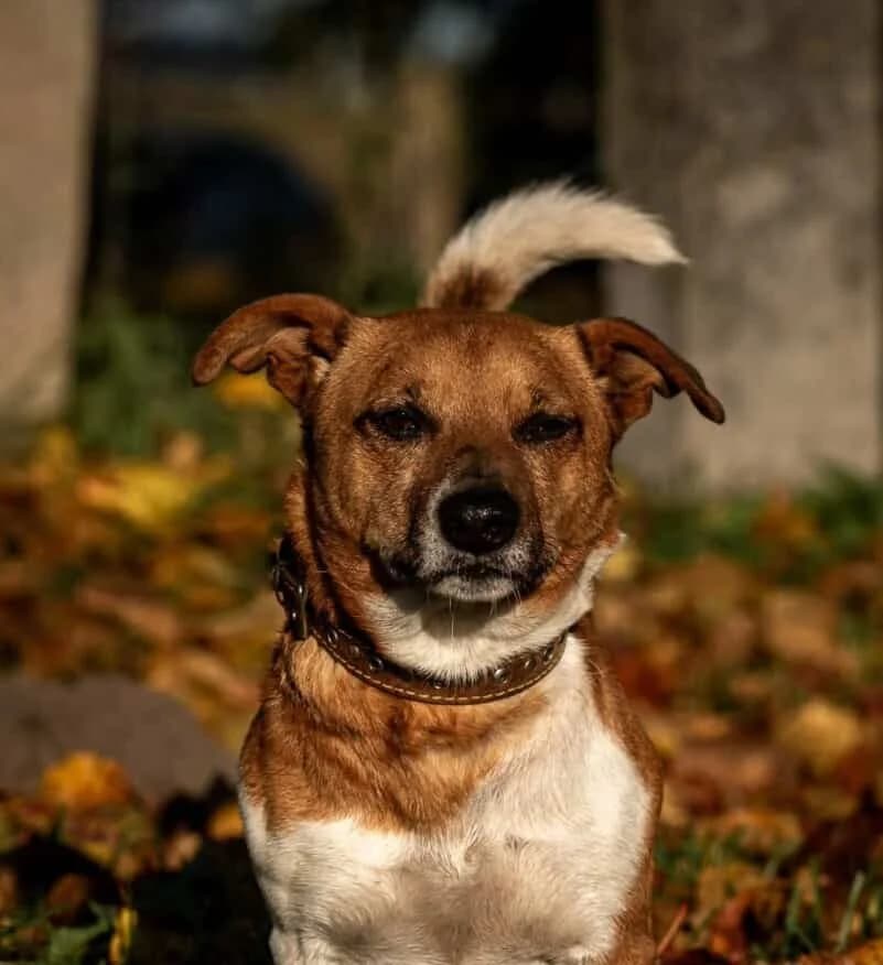 Buckis, male 6yo Mixed Breed for adoption at Pet Rescue Finland, Helsinki