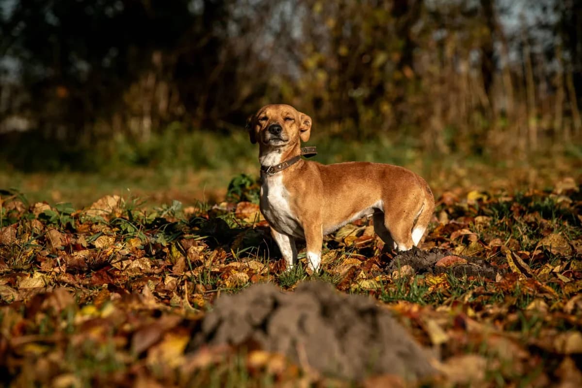 Hila, female 5yo Mixed Breed for adoption at Pet Rescue Finland, Helsinki