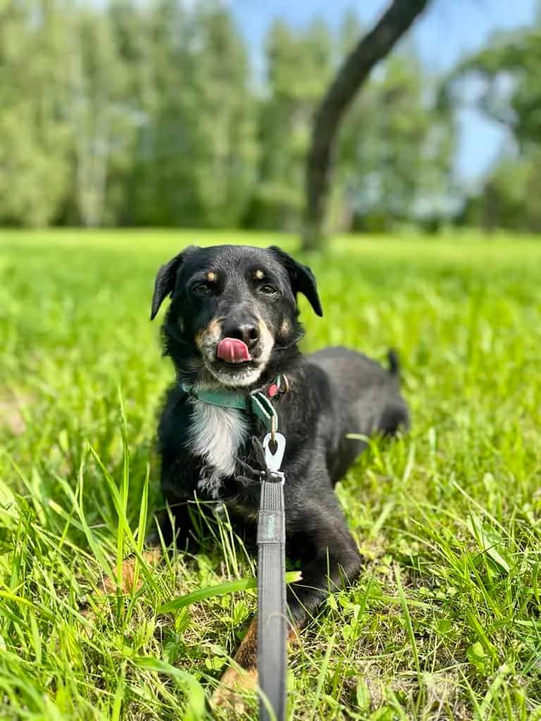 Relaksas, male 4yo Mixed Breed for adoption at Pet Rescue Finland, Helsinki
