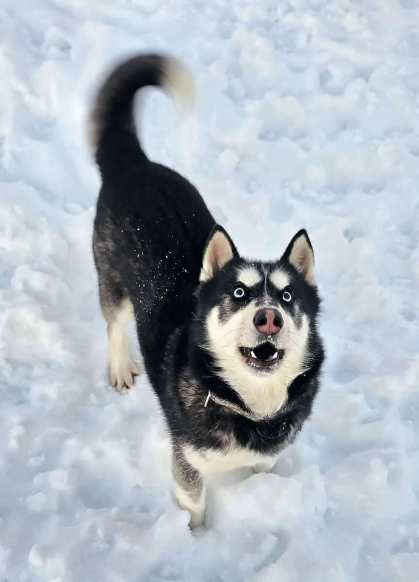Taifunas, male 5yo Husky for adoption at Pet Rescue Finland, Helsinki