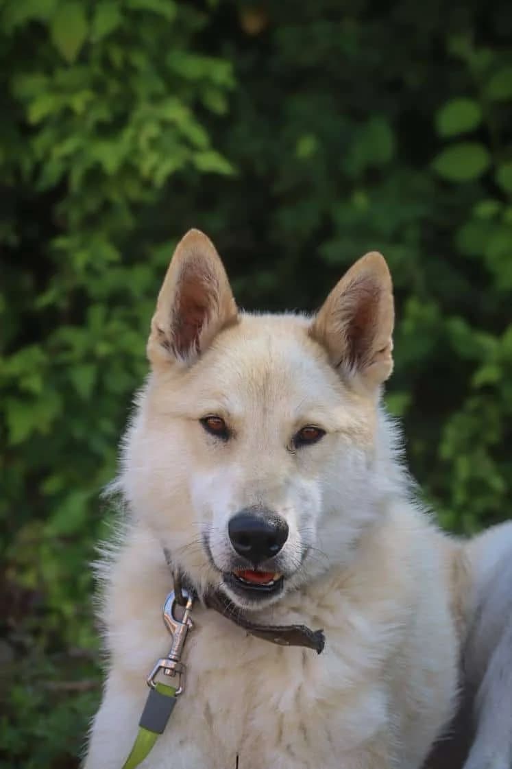 Tajus, male 4yo Mixed Breed for adoption at Pet Rescue Finland, Helsinki