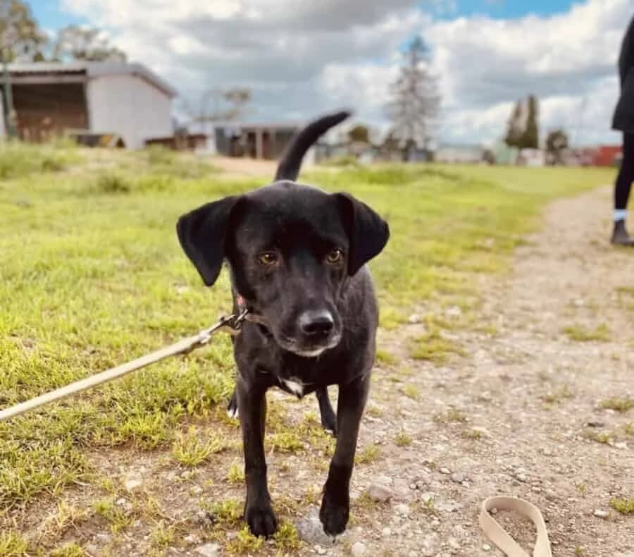 Bakardis, male young Mixed Breed for adoption at Pet Rescue Finland, Helsinki