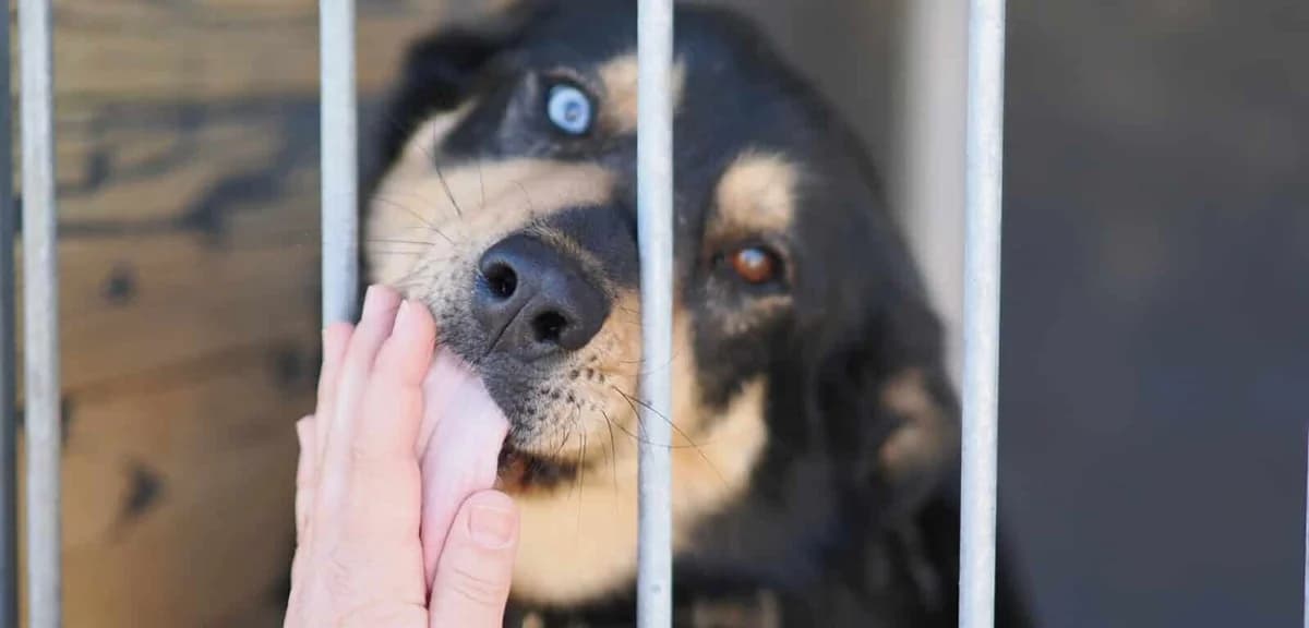 Max, male 5yo Mixed Breed for adoption at Pet Rescue Finland, Helsinki