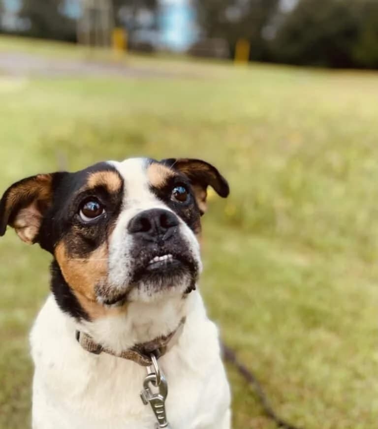 Balbo, male 6yo Mixed Breed for adoption at Pet Rescue Finland, Helsinki