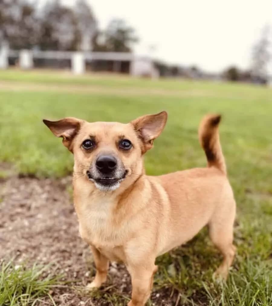 Takis, male 5yo Mixed Breed for adoption at Pet Rescue Finland, Helsinki