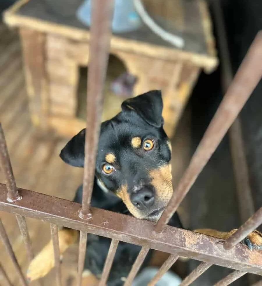 Maksis, male 4yo Mixed Breed for adoption at Pet Rescue Finland, Helsinki