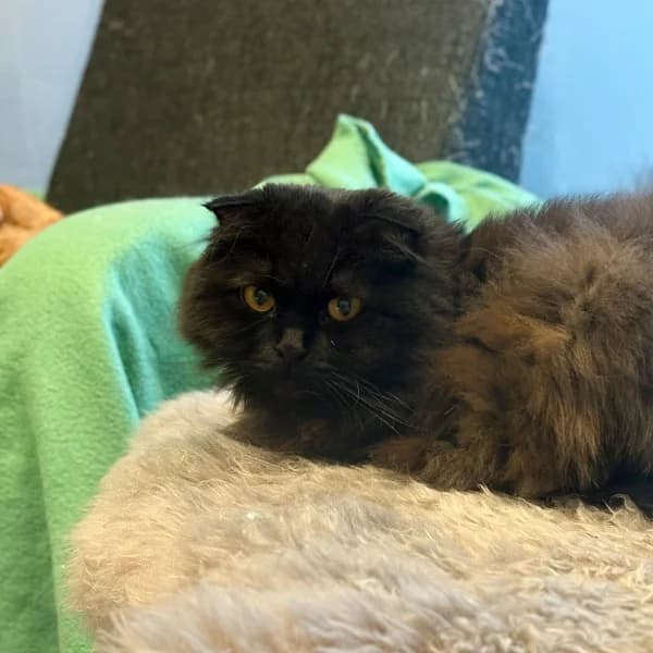 Veini, female Scottish Fold for adoption at HESY, Helsinki