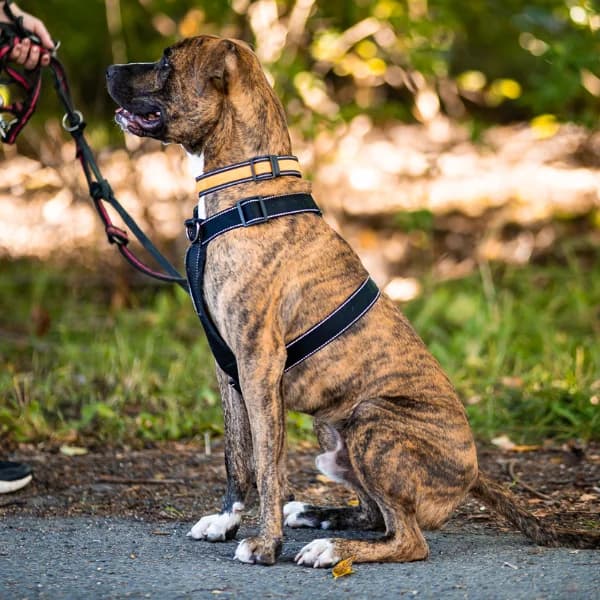 Zero, male Pit Bull Terrier for adoption at HESY, Helsinki