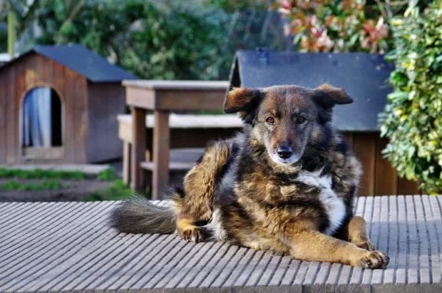 Ana, Mixed Breed (Fondation Brigitte Bardot)