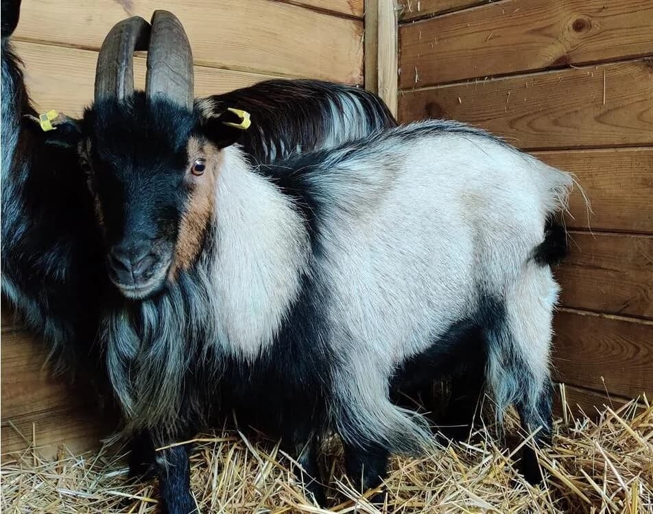 Abou, male mixed breed for adoption at SPA Grand Refuge de Pervenchères, Pervencheres