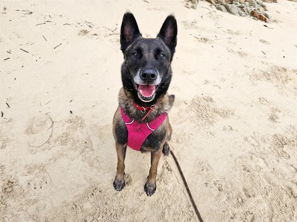 Rodger, black and tan male Belgian Malinois for adoption at SPA Plouhinec, Plouhinec