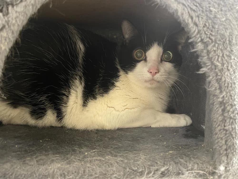 Zorro CT FIV +,  (SPA Briançon)