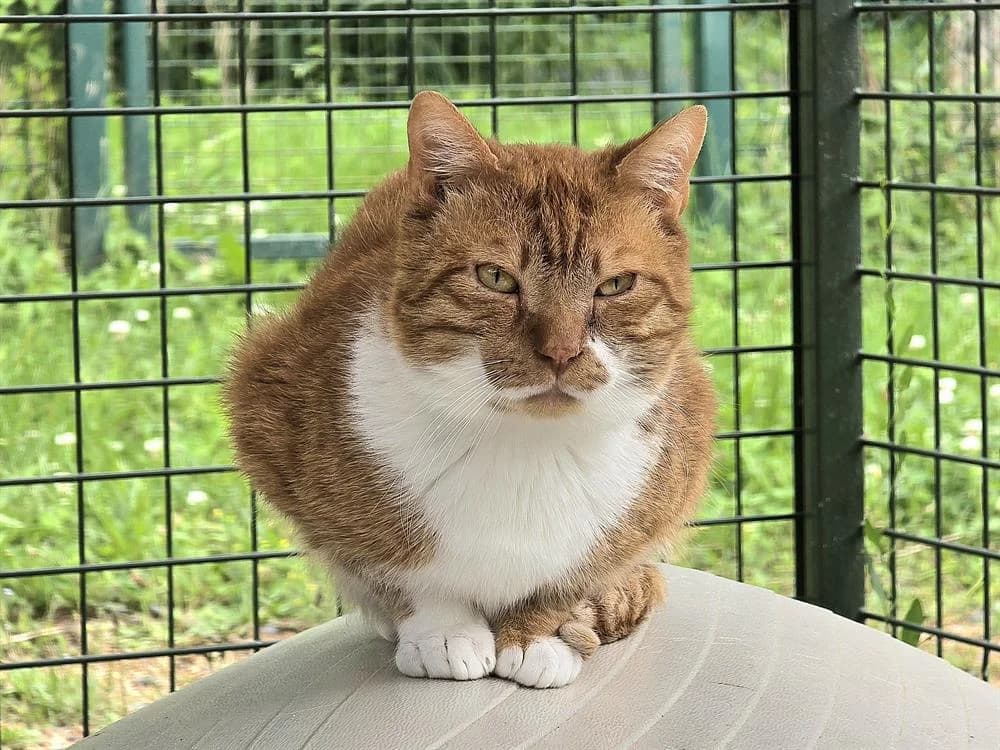 LULU, male senior European Shorthair for adoption at SPA Vichy (Brugheas), Vichy