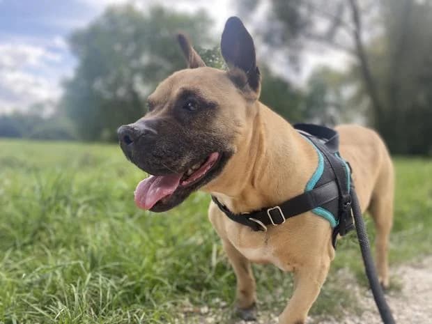 Saphir, Mixed Breed (Fondation Brigitte Bardot)
