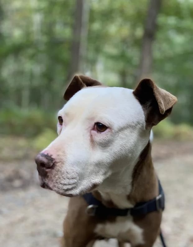 Satine, Mixed Breed (Fondation Brigitte Bardot)