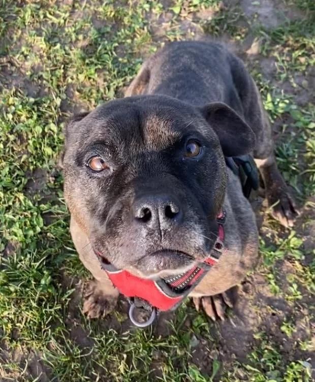 Bulle, female Staffordshire Bull Terrier for adoption at Fondation Brigitte Bardot, Paris