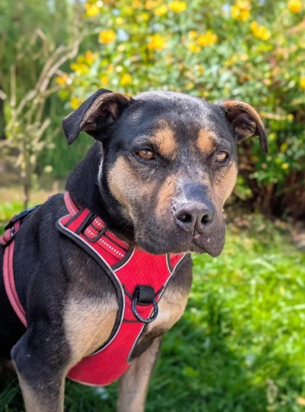 Aby, Mixed Breed (Fondation Brigitte Bardot)