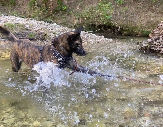 RIM, brown_chocolate female Mixed Breed for adoption at Vallerargues), Ales