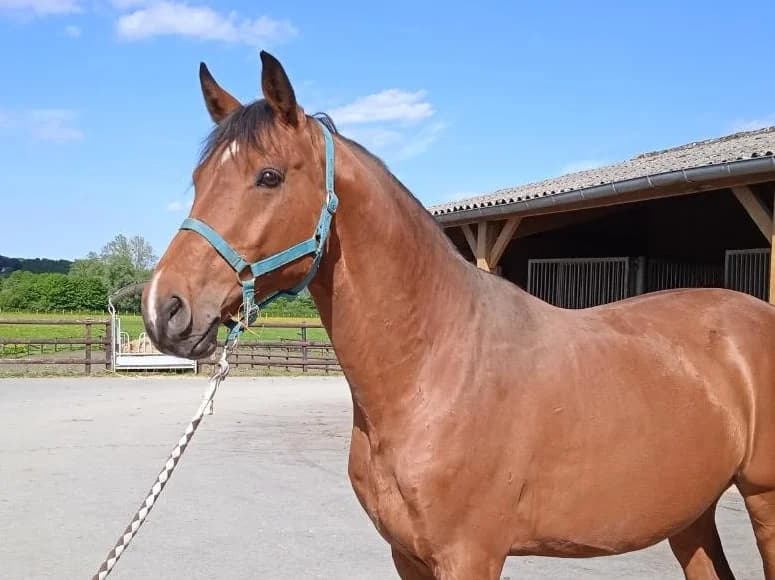 COLLINO, unknown male mixed breed for adoption at SPA Grand Refuge de Pervenchères, Pervencheres